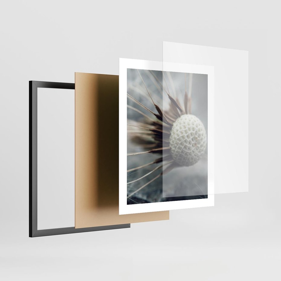 Plakat w ramie 40x50 - Makro Dmuchawiec - dmuchawiec, zbliżenie - rama czarna