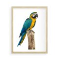 Plakat w ramie 50x70 - Kolorowa papuga w locie - papuga, ptak - rama drewno
