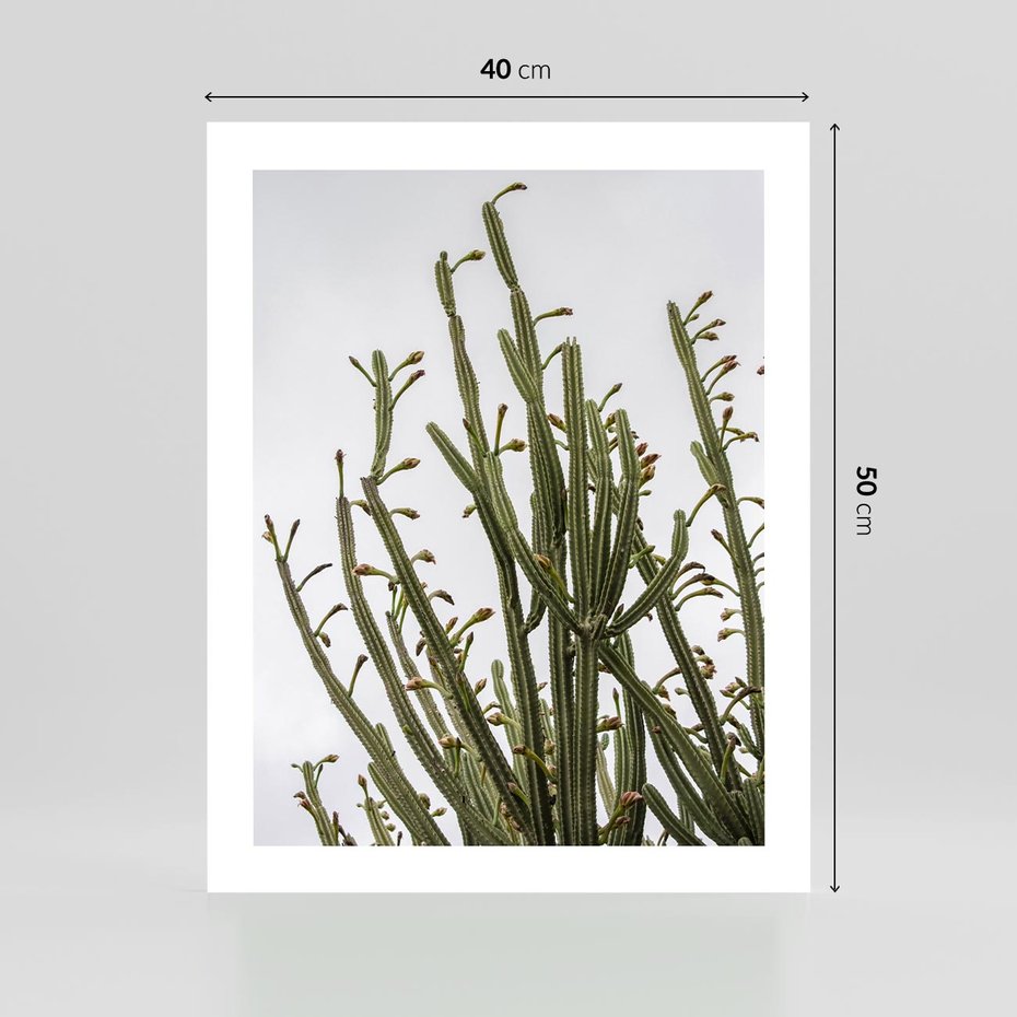 Plakat bez ramy 40x50 - Ekskluzywna Roślinność - kaktusy, liście