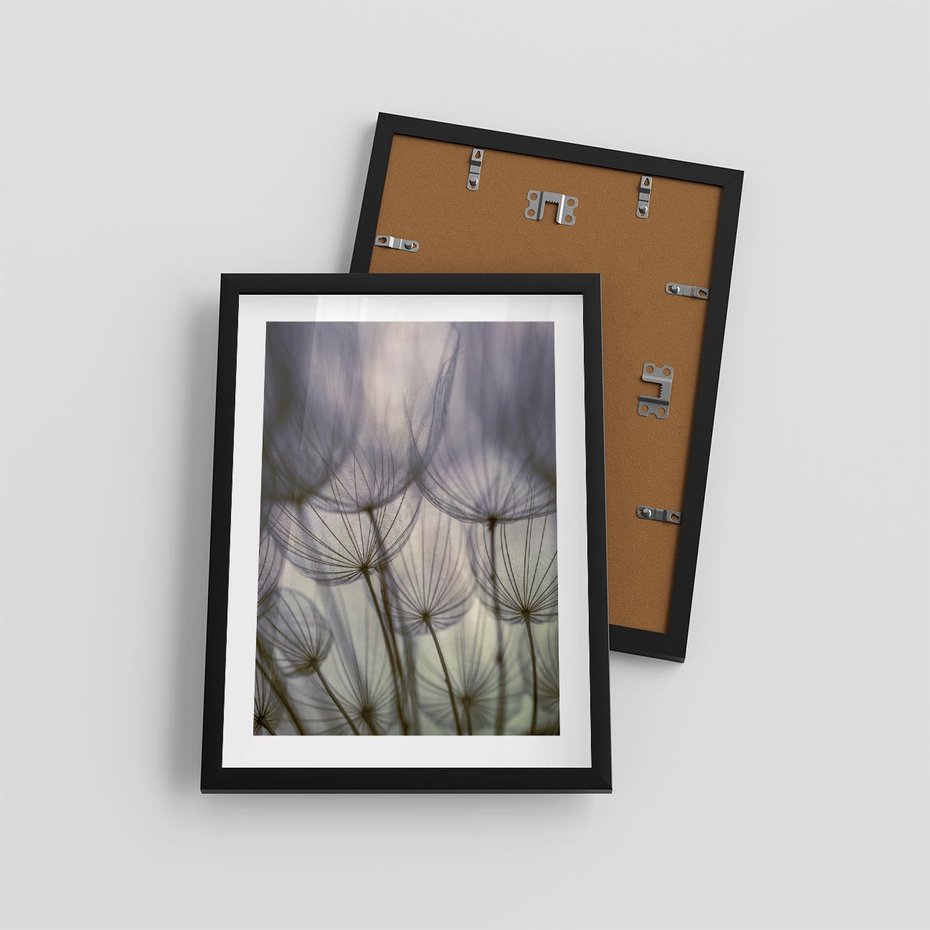 Plakat w ramie 30x40 - Makro dmuchawiec - piękno drobnych detali - dmuchawce, makro - rama czarna