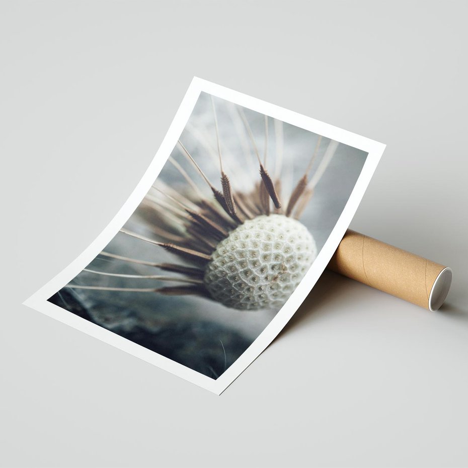 Plakat bez ramy 21x30 - Makro Dmuchawiec - dmuchawiec, zbliżenie