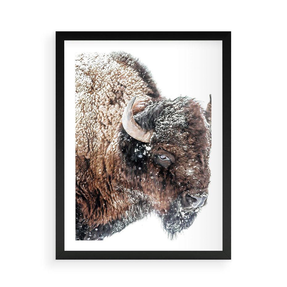 Plakat w ramie 50x70 - Obraz Dzikiej Przyrody w Śnieżnym Otoczeniu - żubr, śnieg - rama czarna