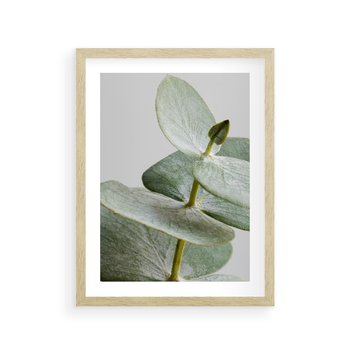 Plakat w ramie 50x70 - Eukaliptusowa zieleń - eukaliptus, zielone - rama drewno
