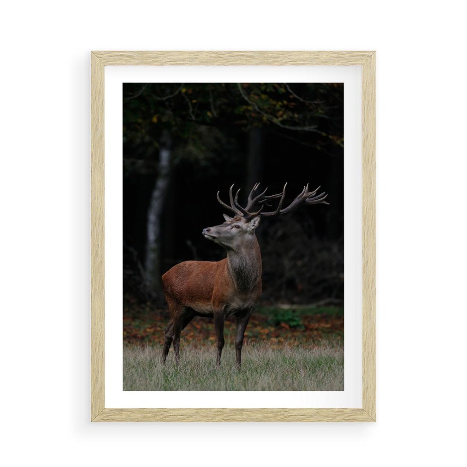 Plakat w ramie 50x70 - Spotkanie z naturą - jeleń, las - rama drewno