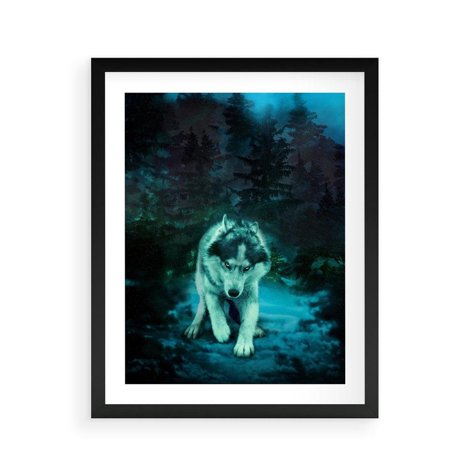 Plakat w ramie 40x50 - Siła i wdzięk natury - wilk, husky - rama czarna