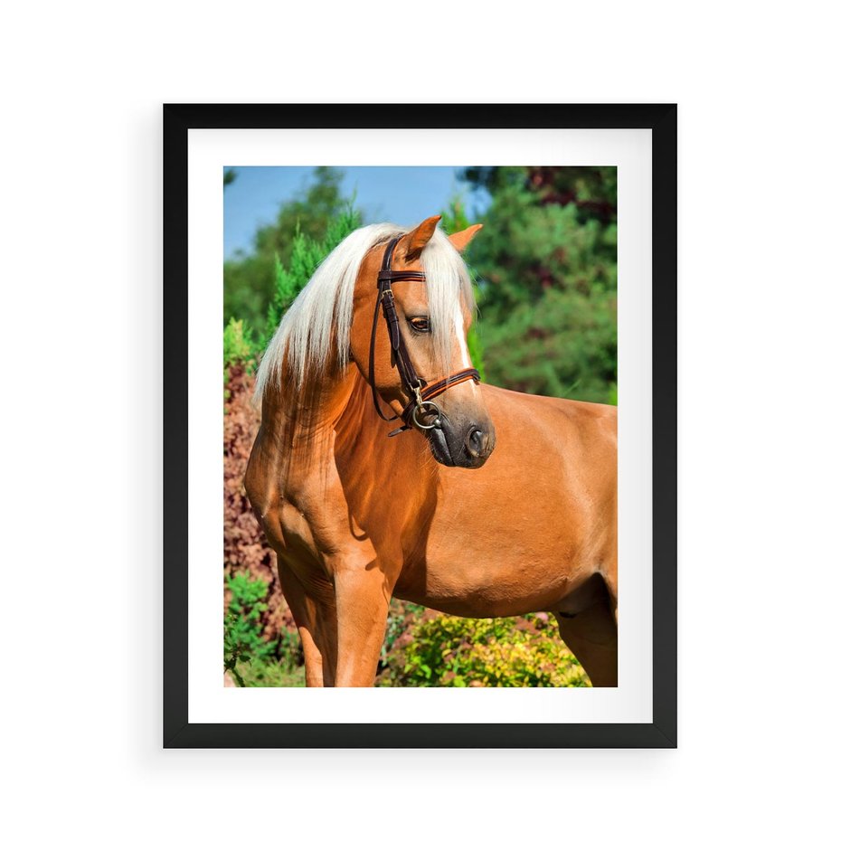 Plakat w ramie 40x50 - Elegancki wierzchowiec - koń, portret - rama czarna