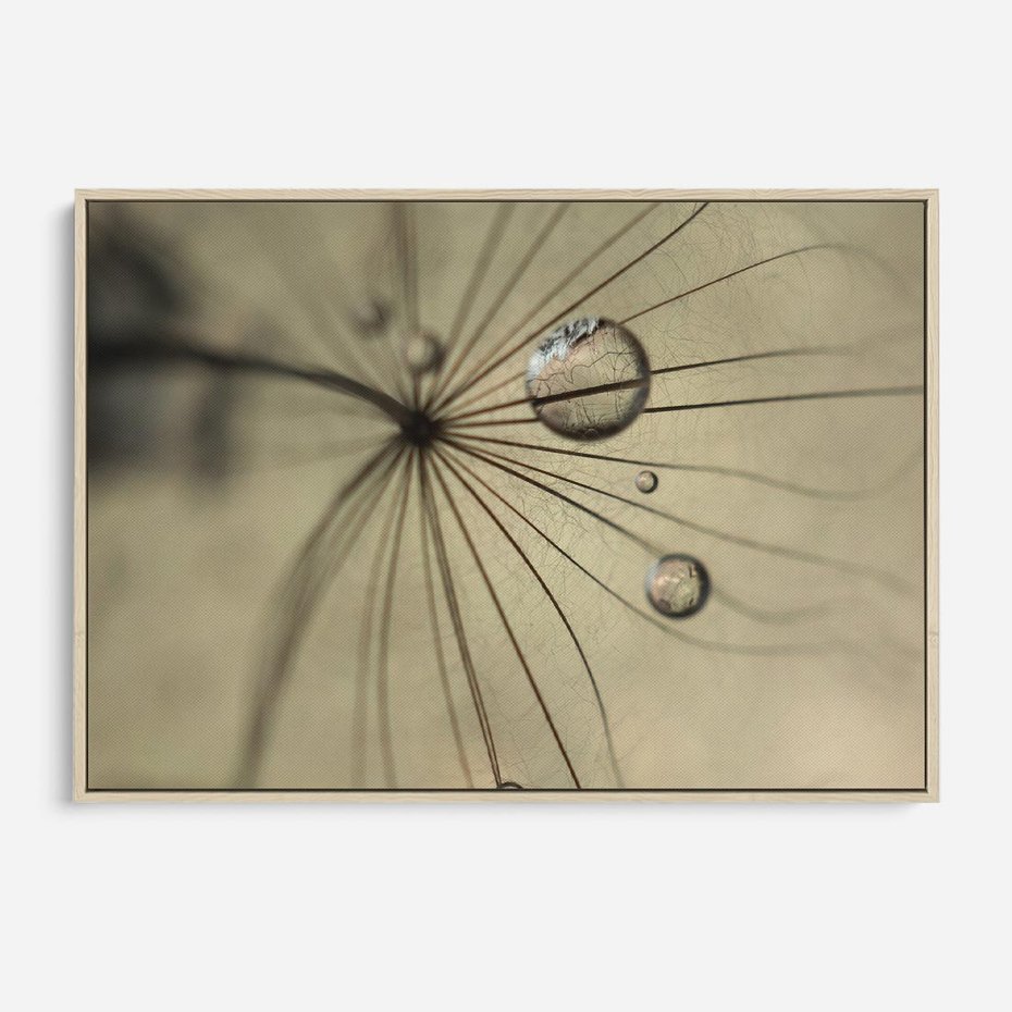 Obraz w ramie 120x80 - Delikatność dmuchawców - dmuchawce, krople - rama drewno