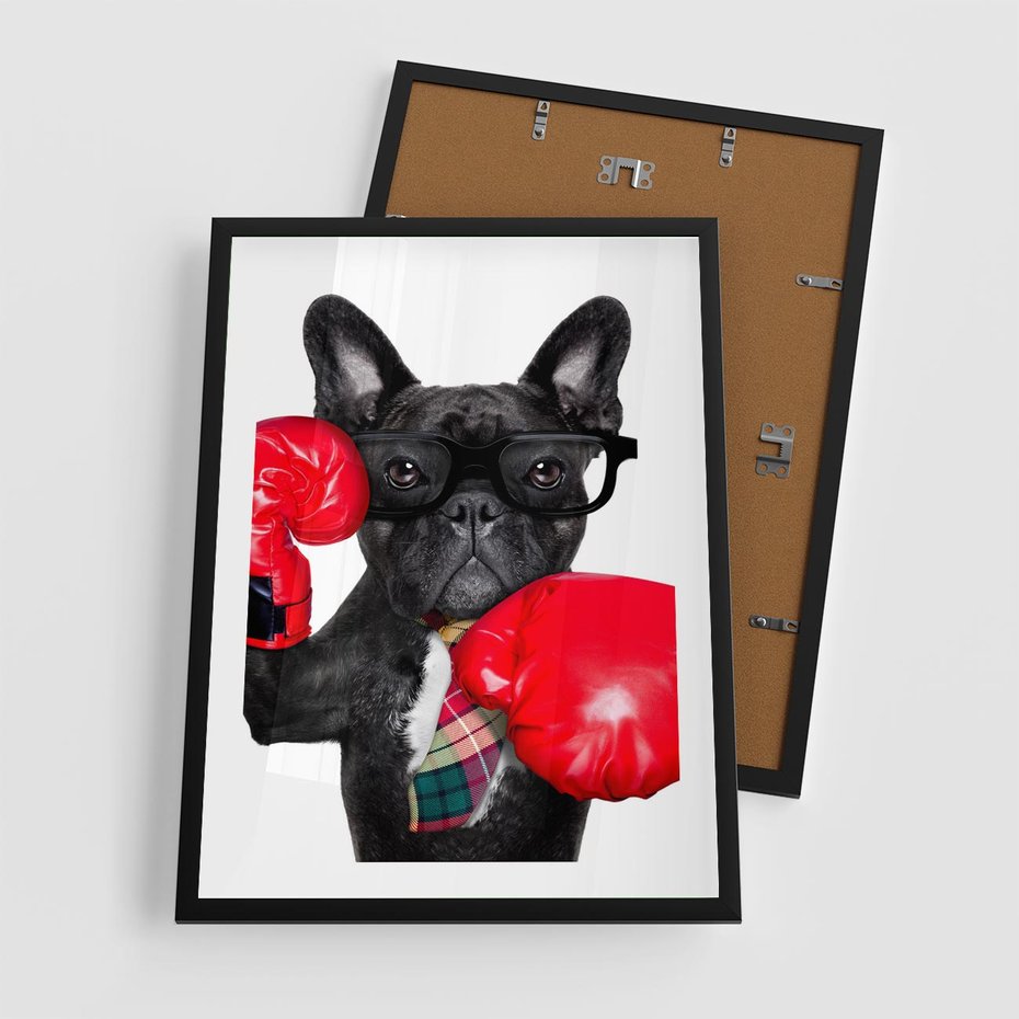 Plakat w ramie 50x70 - Boksujący mops - pies - boks, mops - rama czarna