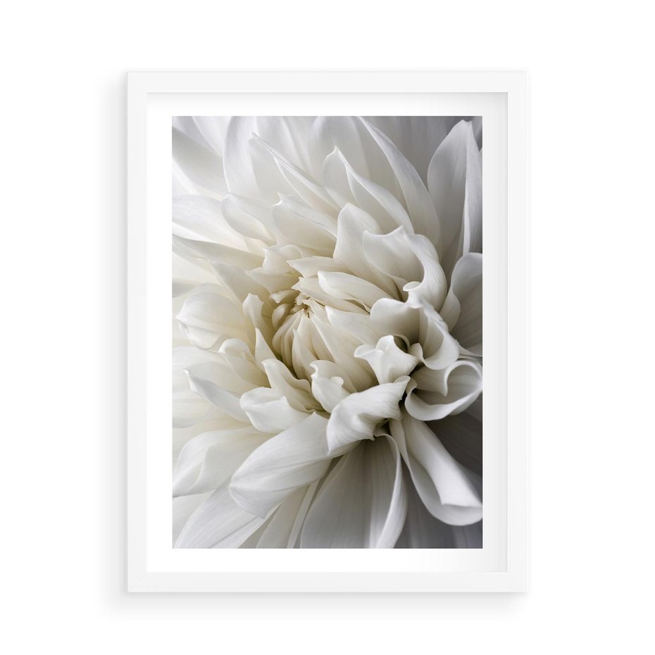 Plakat w ramie 50x70 - Białe Kwiaty Delikatności - białe, kwiaty - rama biała