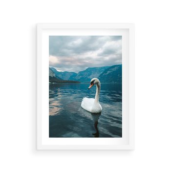 Plakat w ramie 30x40 - Łabędzi Śpiew - fotografia, plakat - rama biała