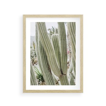 Plakat w ramie 50x70 - Duże Kaktusy w Pejzażu - kaktus, duże kaktusy na pustyni - rama drewno
