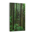 Obraz na płótnie 80x120 - Mistyka leśnej głuszy - las, drzewa