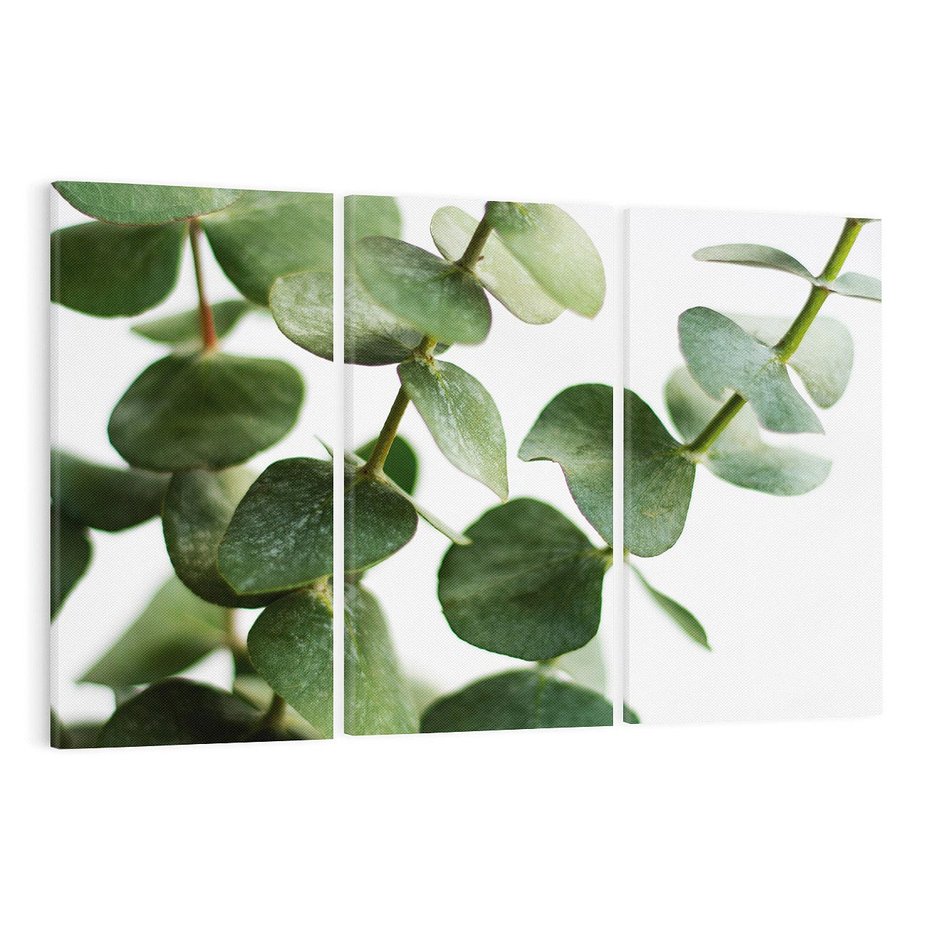 Obraz na płótnie 120x80 - Zielone eukaliptusy - eukaliptus, liście