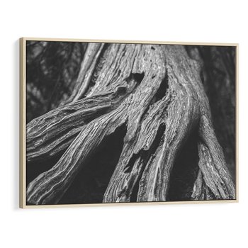 Obraz w ramie 120x80 - Siła Natury - czarno biała fotografia, korzenie wielkiego drzewa - rama drewno