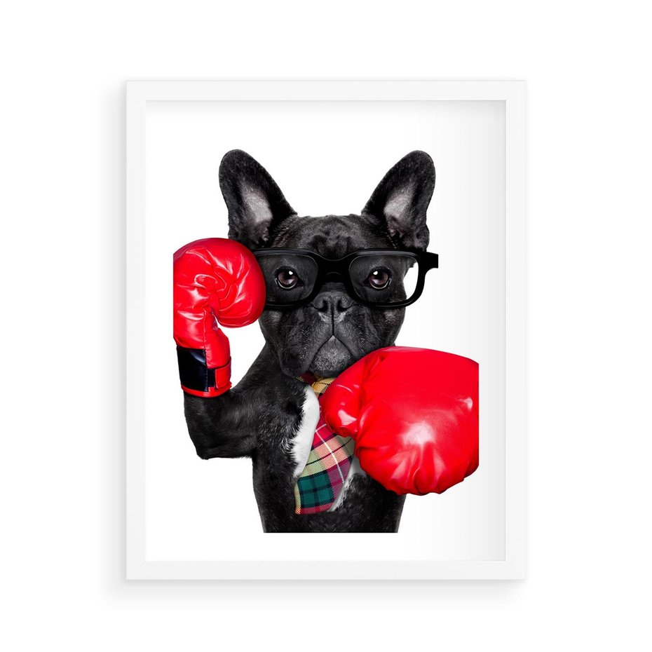 Plakat w ramie 40x50 - Boksujący mops - pies - boks, mops - rama biała