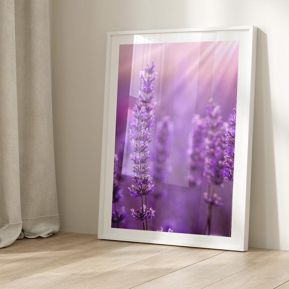 Plakat bez ramy 40x50 - Fioletowa harmonia lawendy - lawenda, fiolet