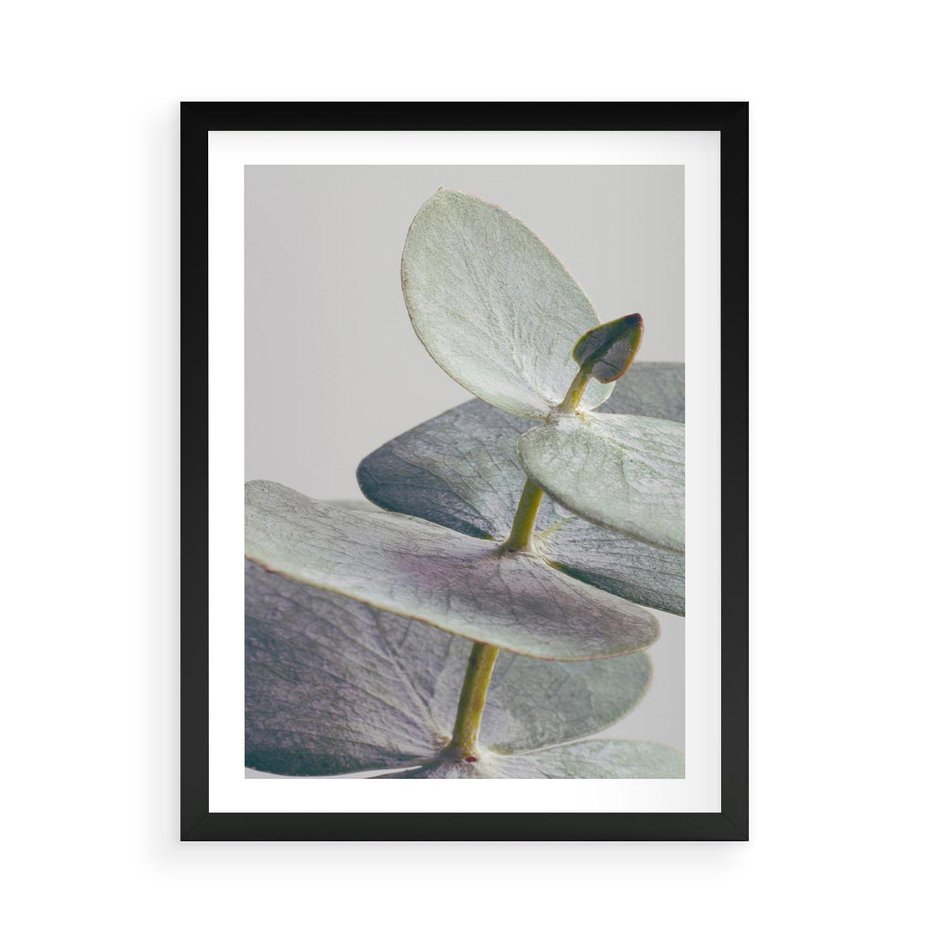 Plakat w ramie 50x70 - Zbliżenie Liści Eukaliptusa - eukaliptus, zbliżenie - rama czarna