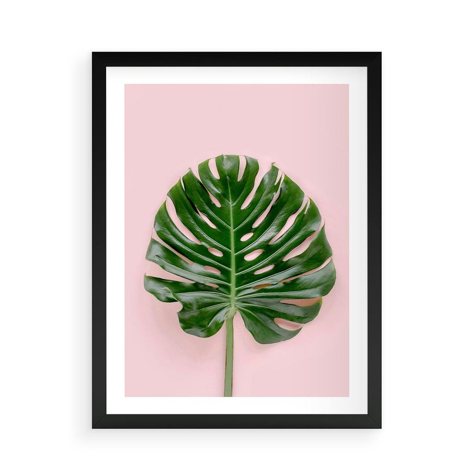 Plakat w ramie 50x70 - Monstera w Różowym Świetle - liść monstery, różowe tło - rama czarna