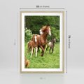 Plakat w ramie 50x70 - Galopujące konie - konie, galop - rama drewno