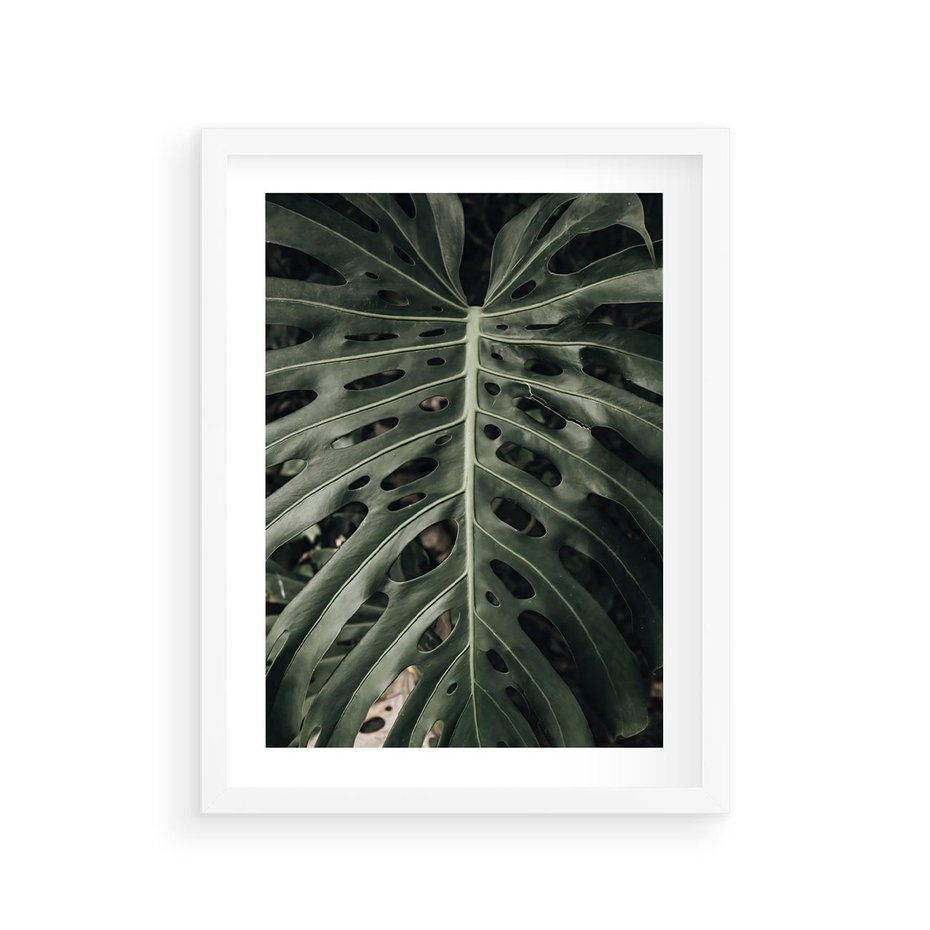 Plakat w ramie 30x40 - Majestatyczny Liść Monstery - liść monstery, majestatyczny liść - rama biała