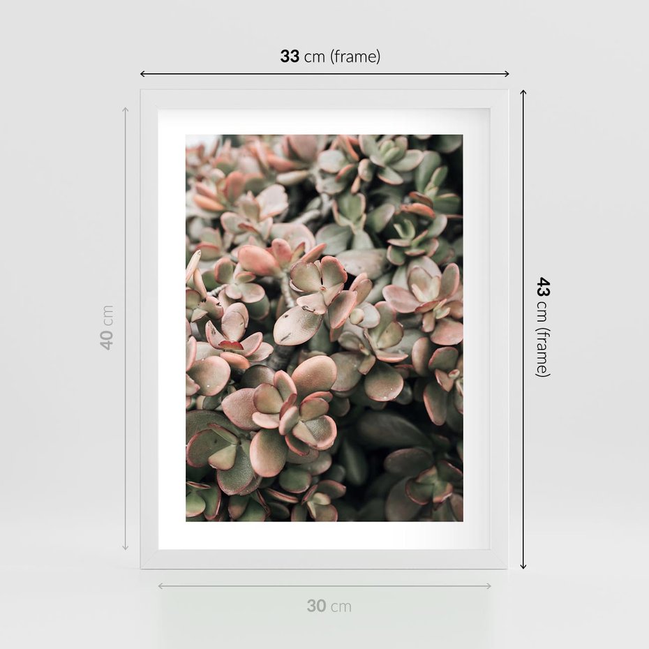 Plakat w ramie 30x40 - Sukulentowa Prostota - sukulenty, zielone liście - rama biała