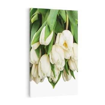 Obraz na płótnie 80x120 - Białe tulipany w pełnym rozkwicie - białe, tulipany