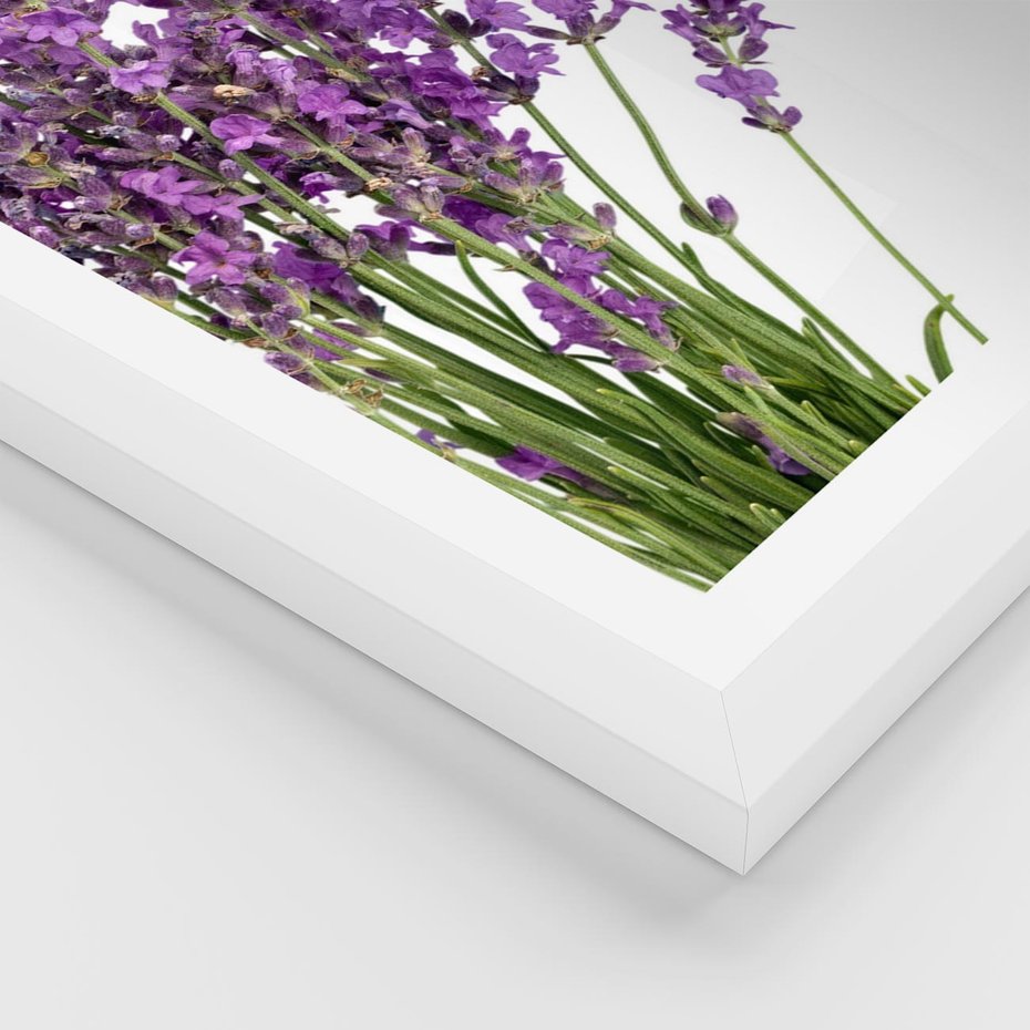 Plakat w ramie 50x70 - Pola lawendy w pełnym rozkwicie - lawenda, kwiaty - rama biała