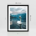 Plakat w ramie 40x50 - Łabędzi Śpiew - fotografia, plakat - rama czarna