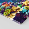 Obraz na płótnie 80x120 - Podwodne Zaczarowanie - kolorowa rafa koralowa, ukwiały