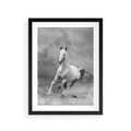 Plakat w ramie 30x40 - Elegancja w Czarno-Białym - koń, biało - rama czarna