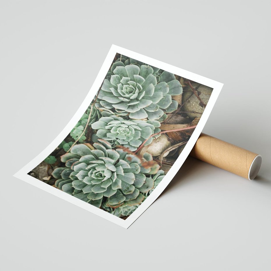 Plakat bez ramy 50x70 - Zielona Uroda Sukulentów - sukulenty, zielone liście