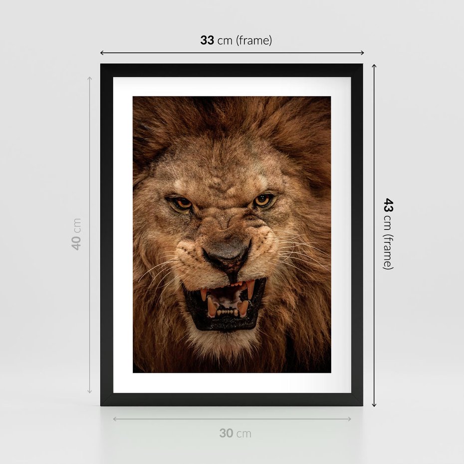 Plakat w ramie 30x40 - Władca Sawanny - lew, sawanna - rama czarna