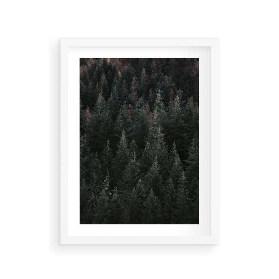 Plakat w ramie 30x40 - Wysoko nad Iglastym Lasem - las, perspektywa - rama biała