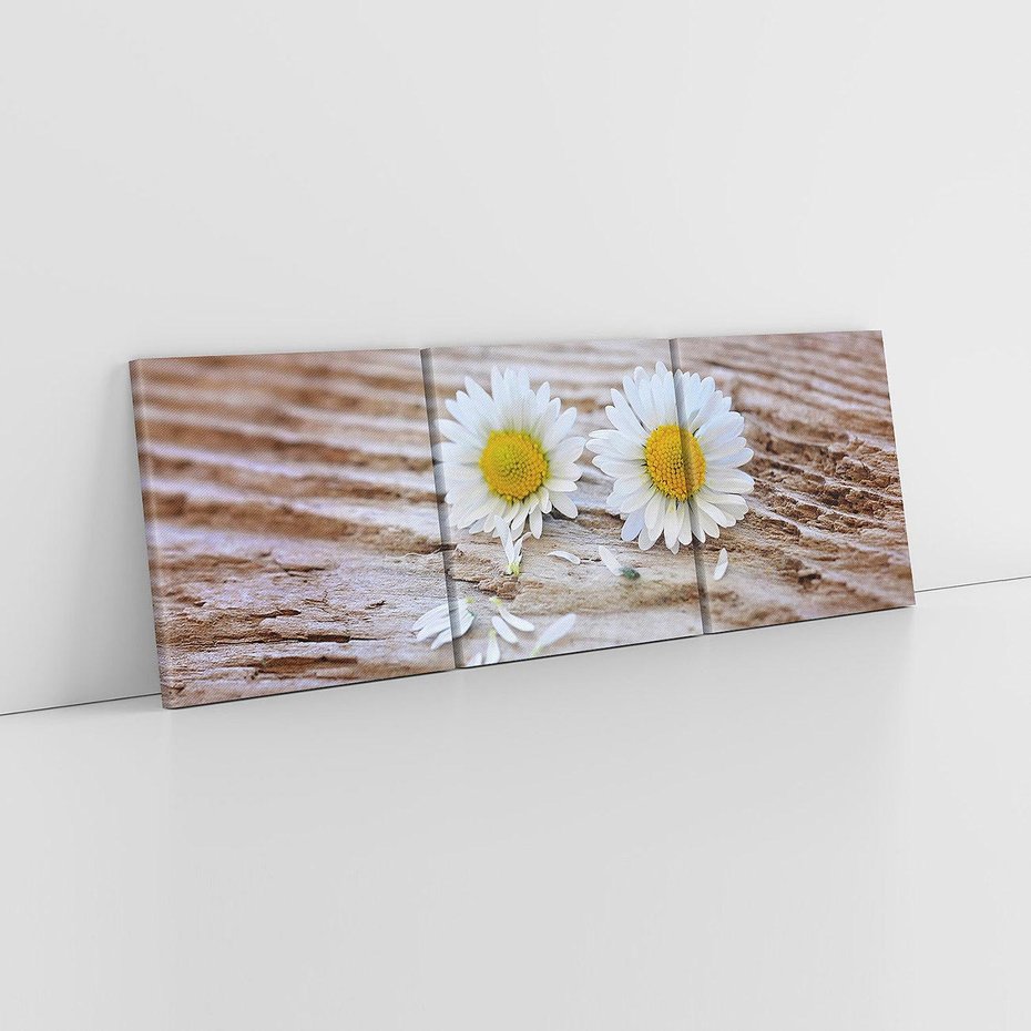 Obraz na płótnie 90x30 - Stokrotkowa Delikatność - stokrotka, kwiaty