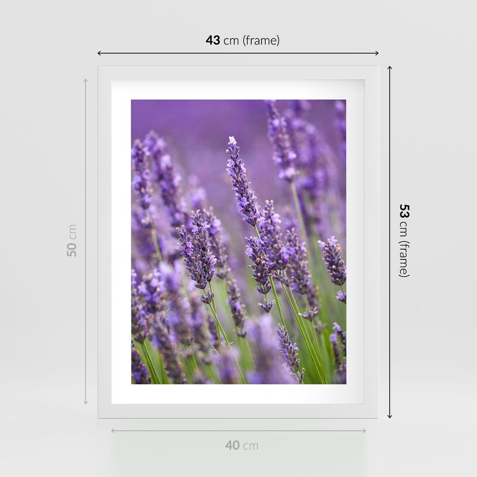 Plakat w ramie 40x50 - Urok lawendy - lawenda, kwiaty - rama biała