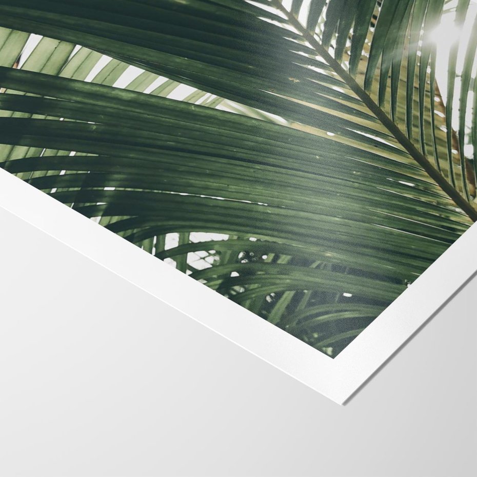 Plakat bez ramy 21x30 - Tropikalne Uroki: Palmy i Zielone Liście - palmy, zielone liście