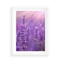 Plakat w ramie 50x70 - Fioletowa harmonia lawendy - lawenda, fiolet - rama biała