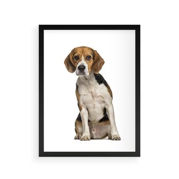 Plakat w ramie 50x70 - Wierność i radość - pies, piesek - rama czarna