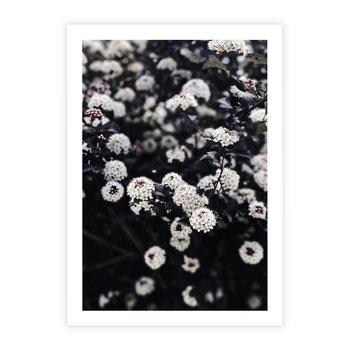 Plakat bez ramy 50x70 - Białe Kwiaty na Kwitnącym Krzewie - białe kwiaty, kwitnący krzew