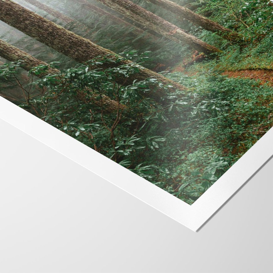 Plakat bez ramy 21x30 - Mgliste Marzenia - artystyczna fotografia, las