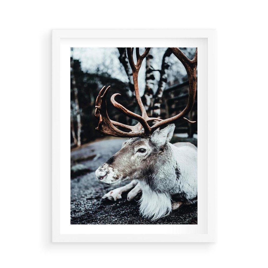 Plakat w ramie 50x70 - W Zimowej Krainie - renifer, zima - rama biała