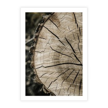 Plakat bez ramy 40x50 - Wnętrze Natury - pień, przecięty pień