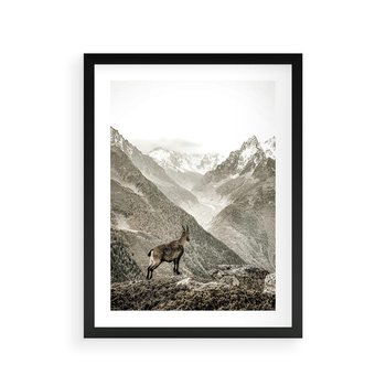 Plakat w ramie 40x50 - Dzikie Piękno: Kozica w Malowniczym Górskim Scenerii - kozica, góry - rama czarna