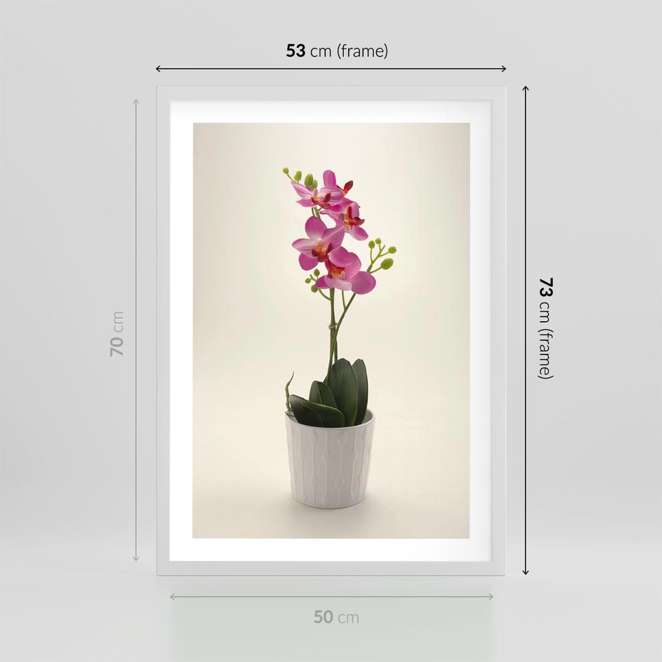 Plakat w ramie 50x70 - Delikatność storczyka orchidei - storczyk, orchidea - rama biała