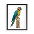 Plakat w ramie 40x50 - Kolorowa papuga w locie - papuga, ptak - rama czarna