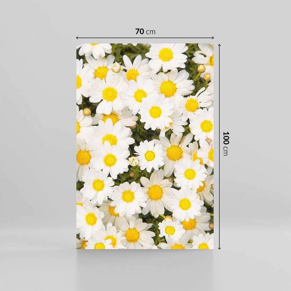 Obraz na płótnie 70x100 - Delikatność Kwiatowej Przyrody - stokrotki, kwiaty