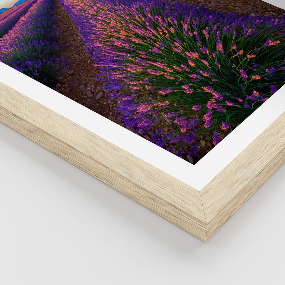 Plakat w ramie 40x50 - Fioletowa Magia - pole, lawendy - rama drewno