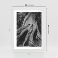 Plakat w ramie 30x40 - Siła Natury - czarno biała fotografia, korzenie wielkiego drzewa - rama biała