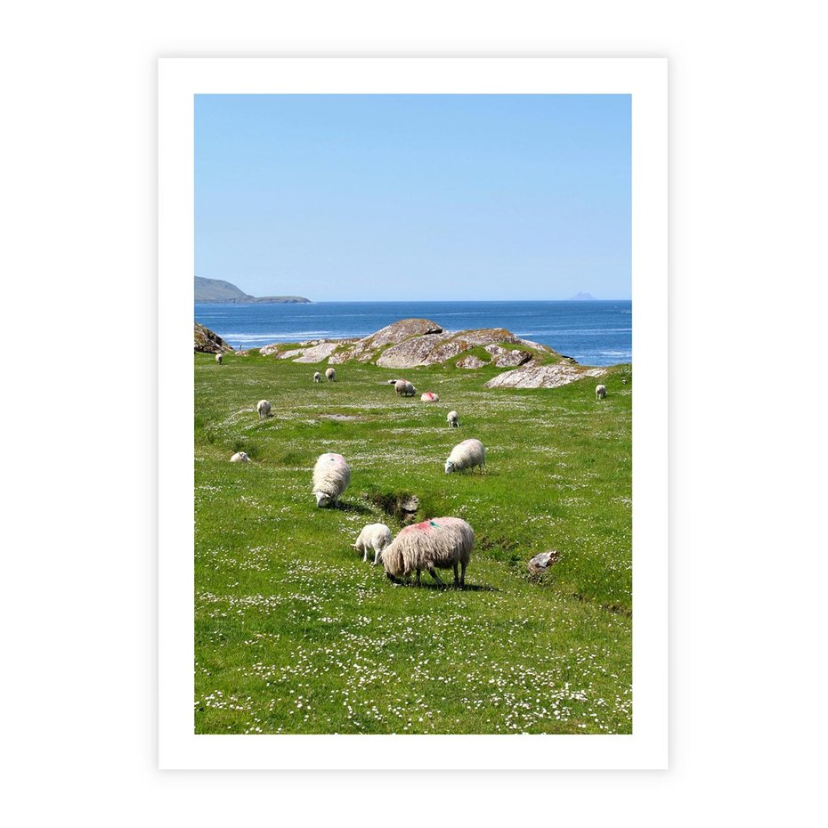 Plakat bez ramy 21x30 - Górskie Owce - góry, owce