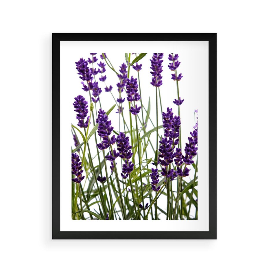Plakat w ramie 40x50 - Fioletowa harmonia lawendy - lawenda, fiolet - rama czarna